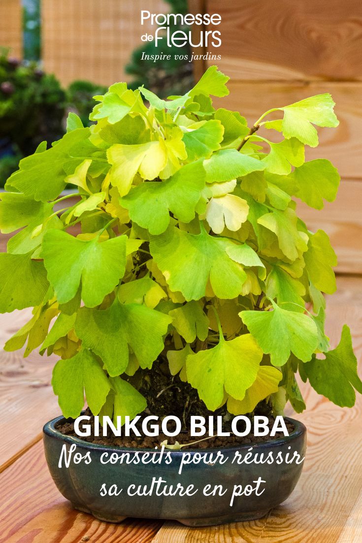 un Ginkgo biloba en pot