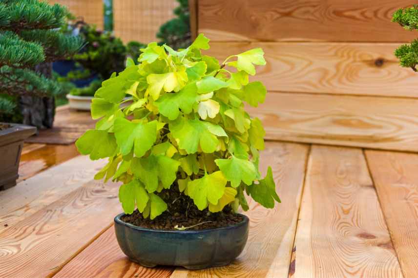 pot plantation ginkgo bonsai
