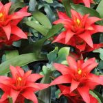 Guzmania : Maladies et parasites à surveiller pour une plante en pleine forme