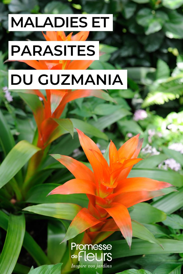 soigner le Guzmania