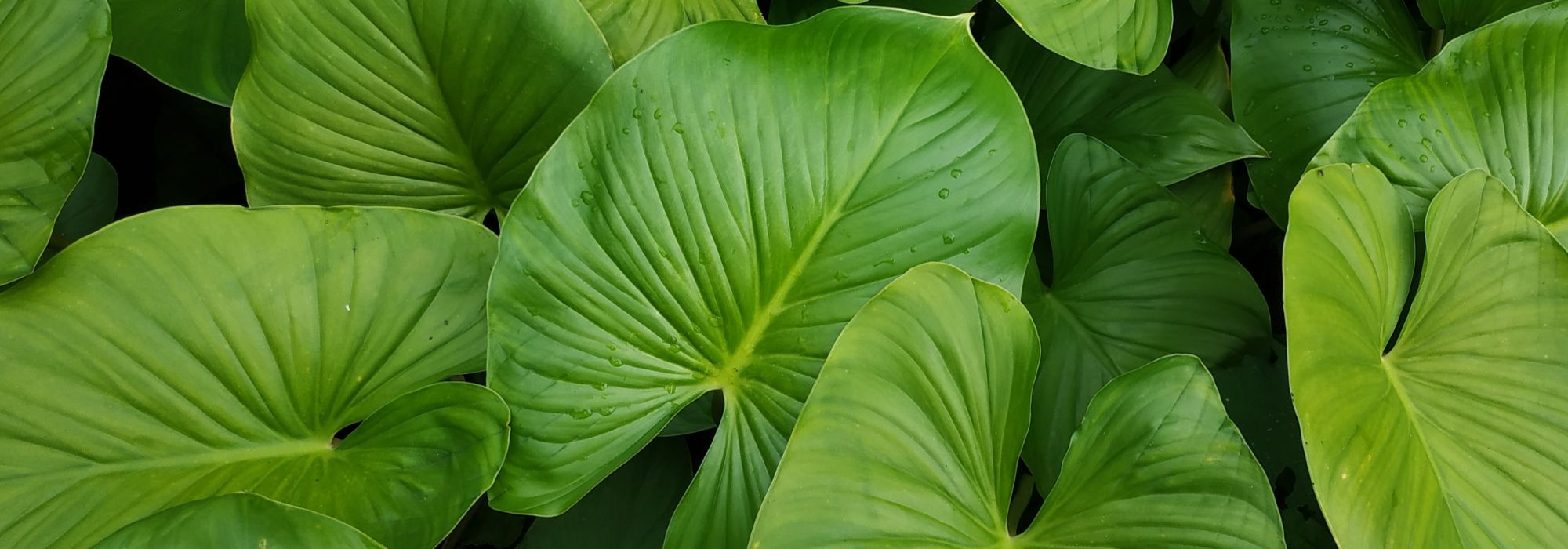 Homalomena : cultiver et entretenir