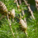 Mélèze, Larix : planter, tailler et entretenir