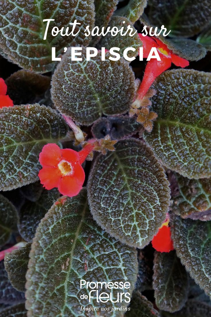 feuillage et fleur d'Episcia