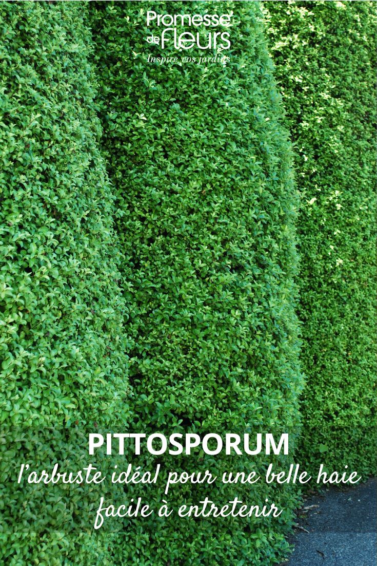 haie de Pittosporum