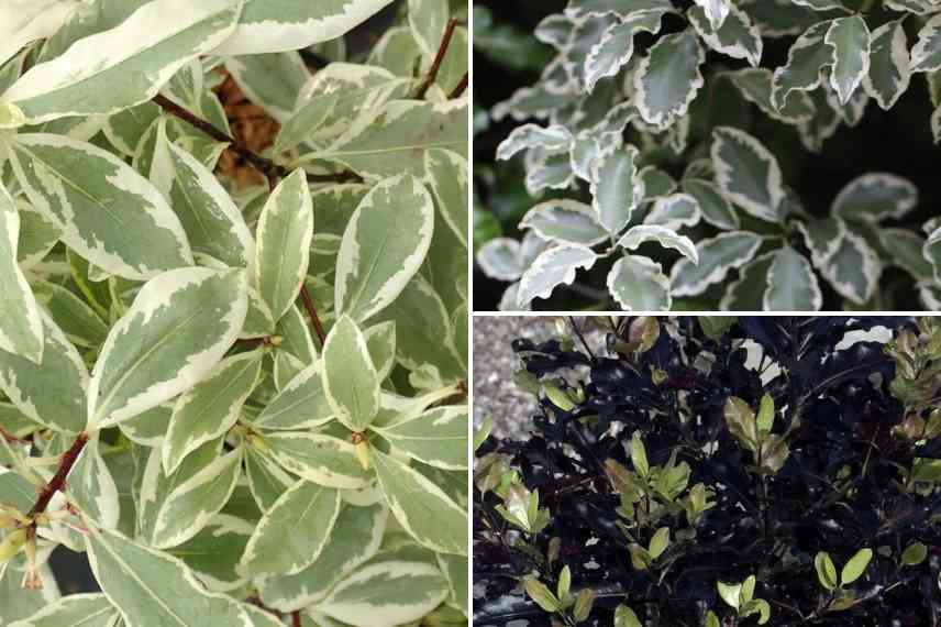 pittosporum couleur panache