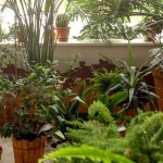 Plantes d’intérieur : adoptez le style jungle urbaine chez vous !