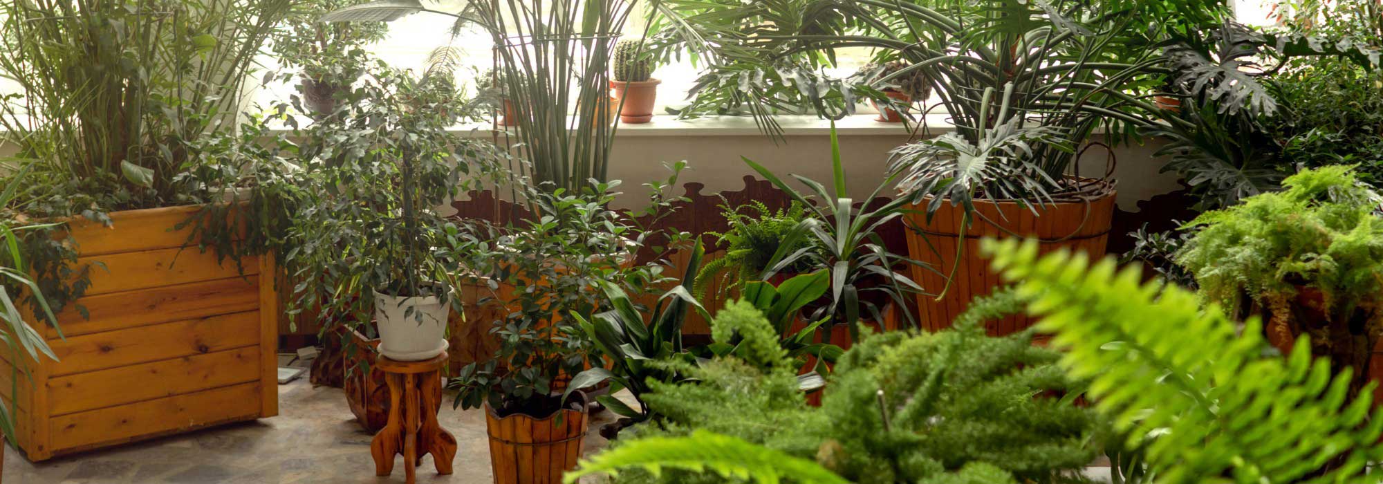Plantes d’intérieur : adoptez le style jungle urbaine chez vous !