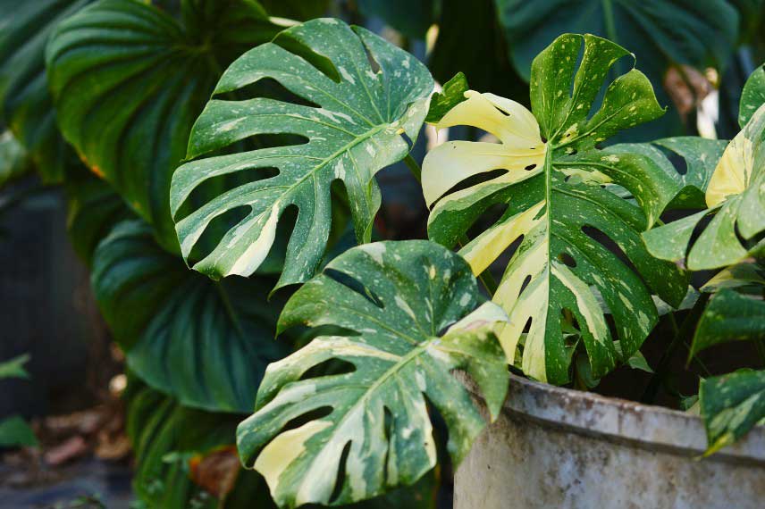 Monstera panaché pour ambiance jungle urbaine en intérieur