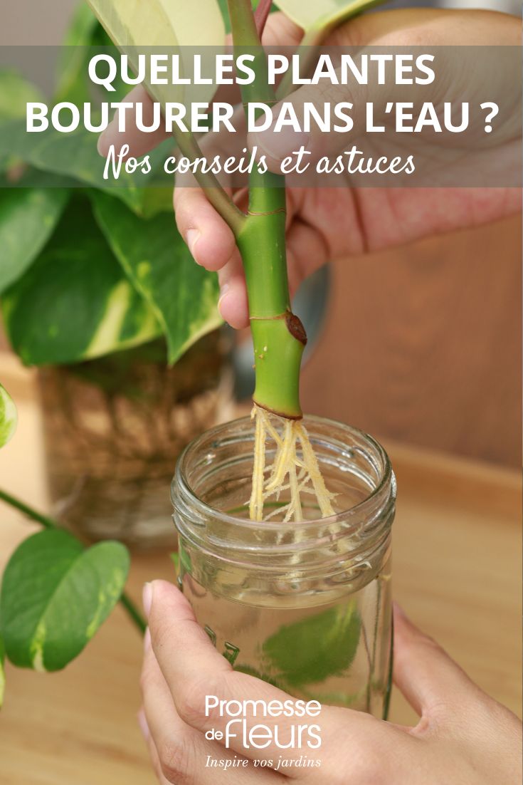 bouture de plante dans l'eau