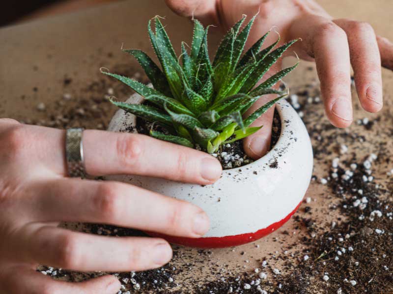 Rempoter plantes succulentes