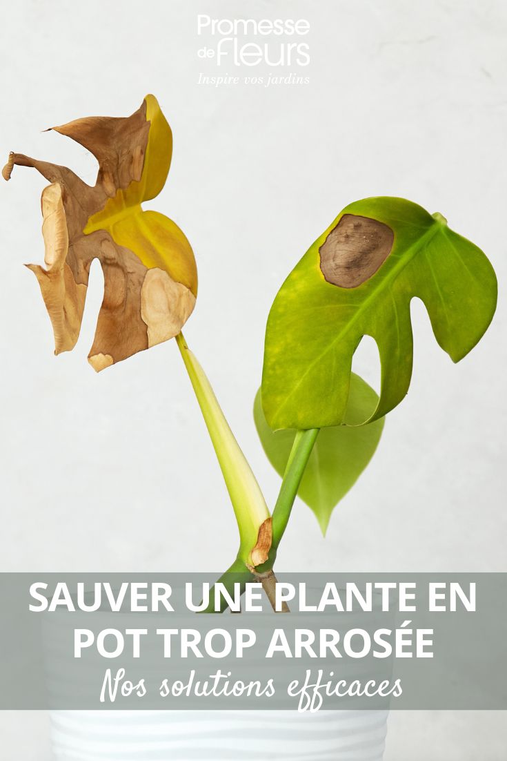 une plante malade et trop arrosé