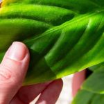 Comment sauver une plante verte d’intérieur en souffrance ?