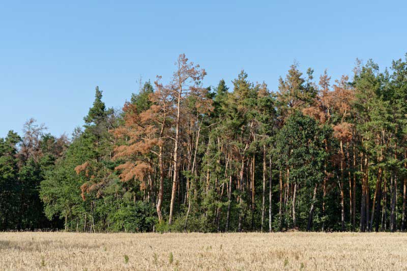 Arbres perdant leurs feuilles en été à cause de la chaleur et de la sécheresse