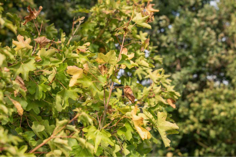 Érable champêtre souffrant de la sécheresse
