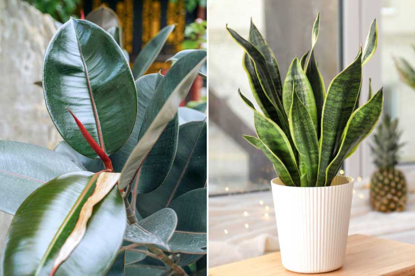 Plantes d'intérieur au port dressé, ambiance jungle urbaine