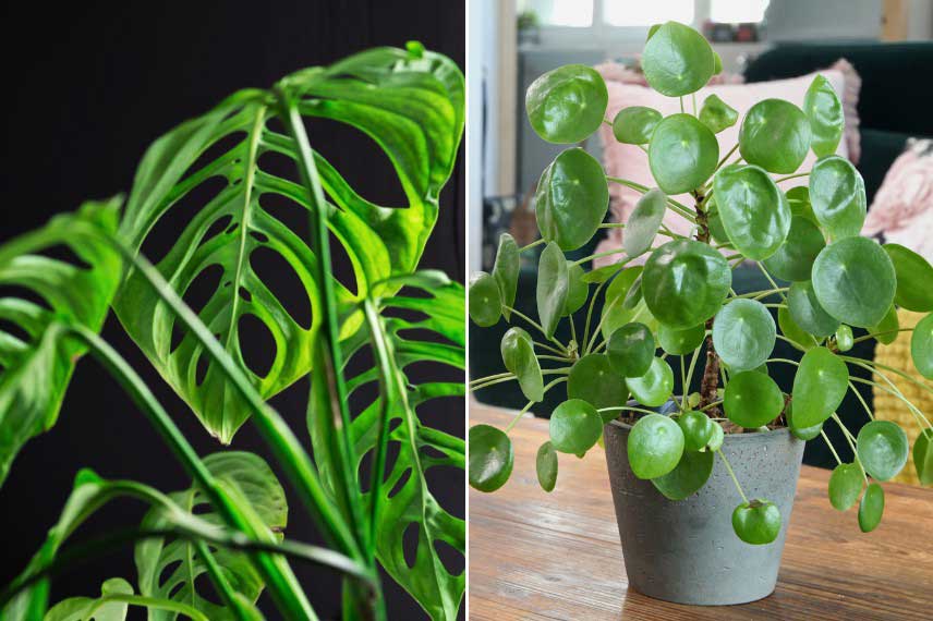 Plantes d'intérieur au feuillage graphique, ambiance jungle urbaine