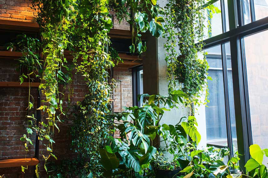 Plantes d'interieur retombantes pour ambiance jungle