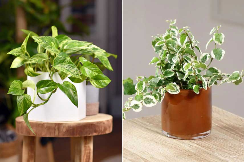 Plantes d'intérieur grimpantes ou retombantes, ambiance jungle urbaine