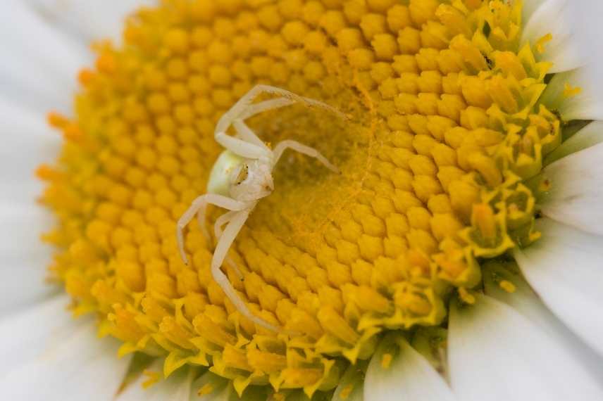 araignées indispensables pour la biodiversité