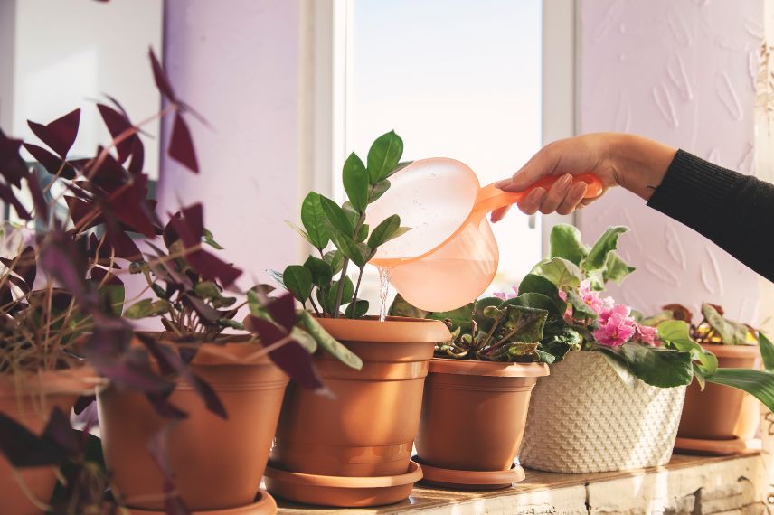 Arrosages de plusieurs plantes d'intérieur