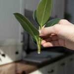 Comment bouturer le ficus pour multiplier votre plante ?