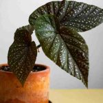 Bouturer les bégonias d’intérieur : 2 méthodes