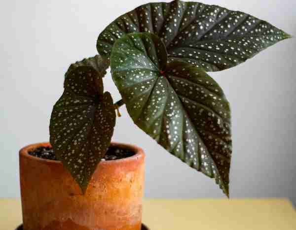 Bouturer les bégonias d’intérieur : 2 méthodes