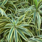 Chlorophytum : son entretien au fil des saisons