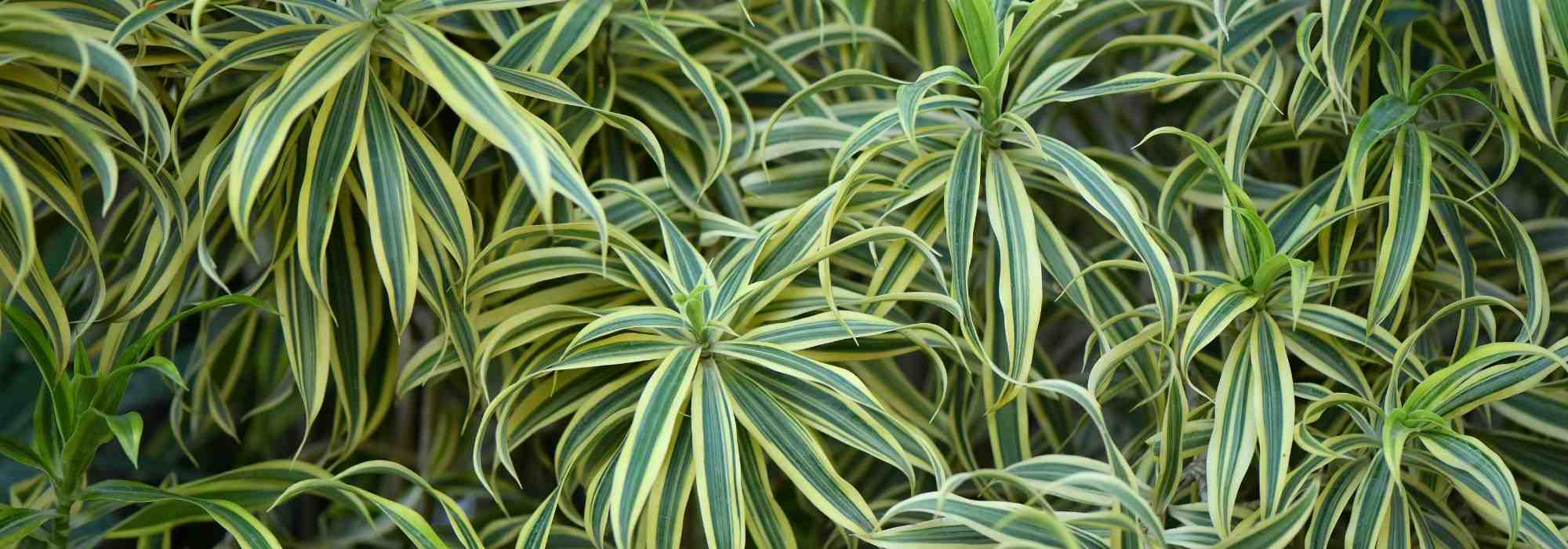 Chlorophytum : son entretien au fil des saisons