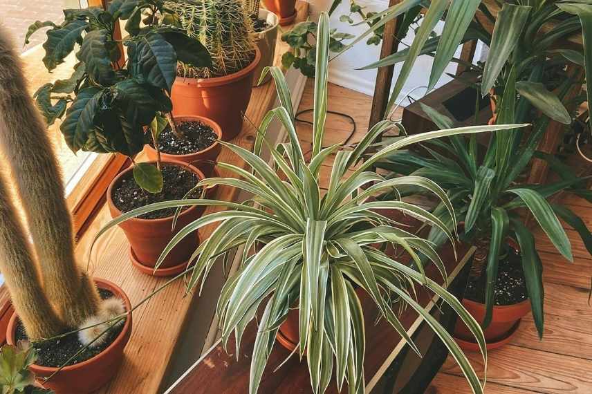 entretien chlorophytum à toutes les saisons