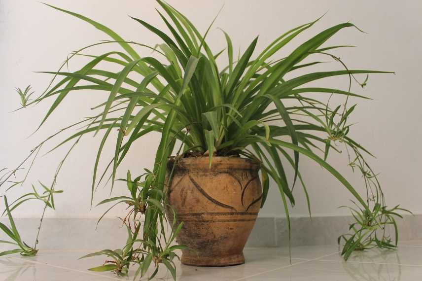 entretien de la plante araignée