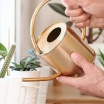 Comment arroser les plantes vertes d'intérieur ?