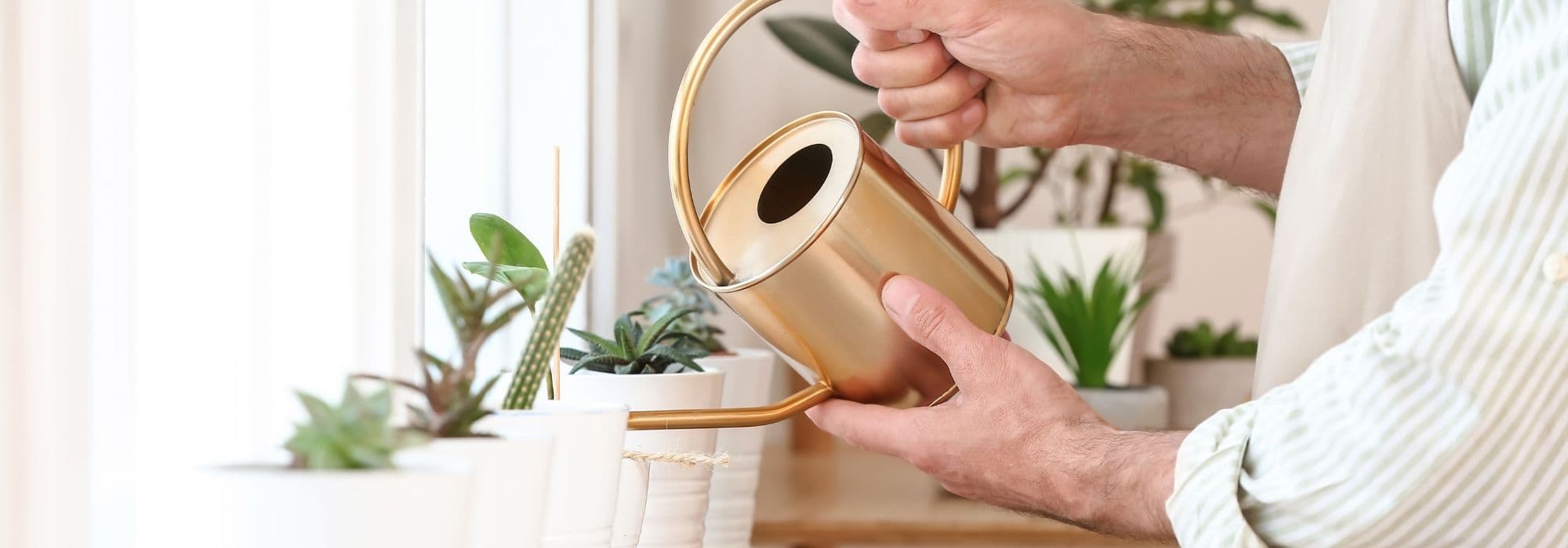 Comment arroser les plantes vertes d'intérieur ?