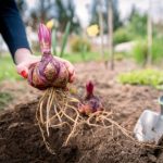 Comment planter les bulbes de Lys ?