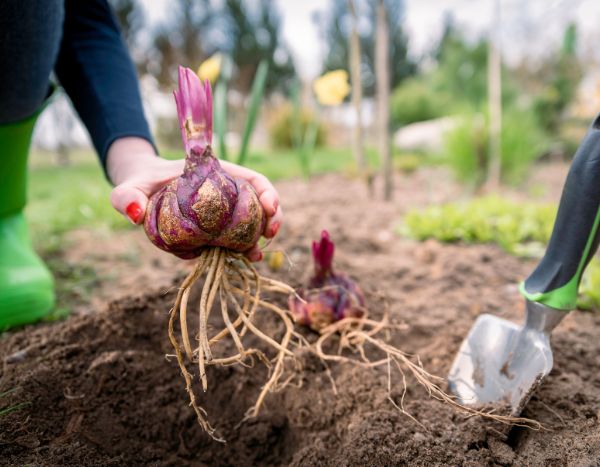 Comment planter les bulbes de Lys ?