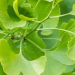 Comment cultiver un Ginkgo biloba en pot ?