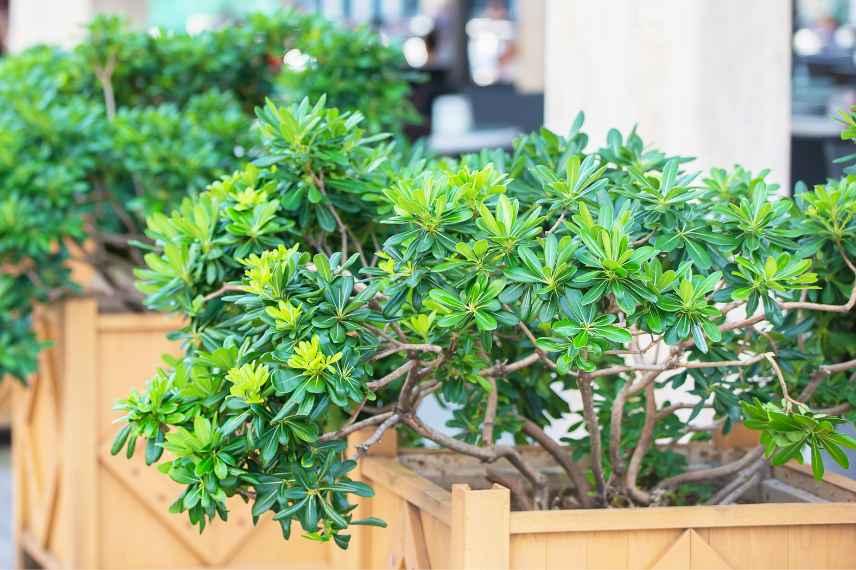 pittosporum en pot lesquels choisir