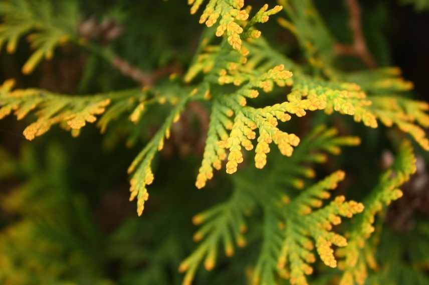 entretien des cyprès : que faire pour avoir une haie dense ?