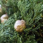 Entretien des cyprès : arrosage et engrais pour une croissance vigoureuse