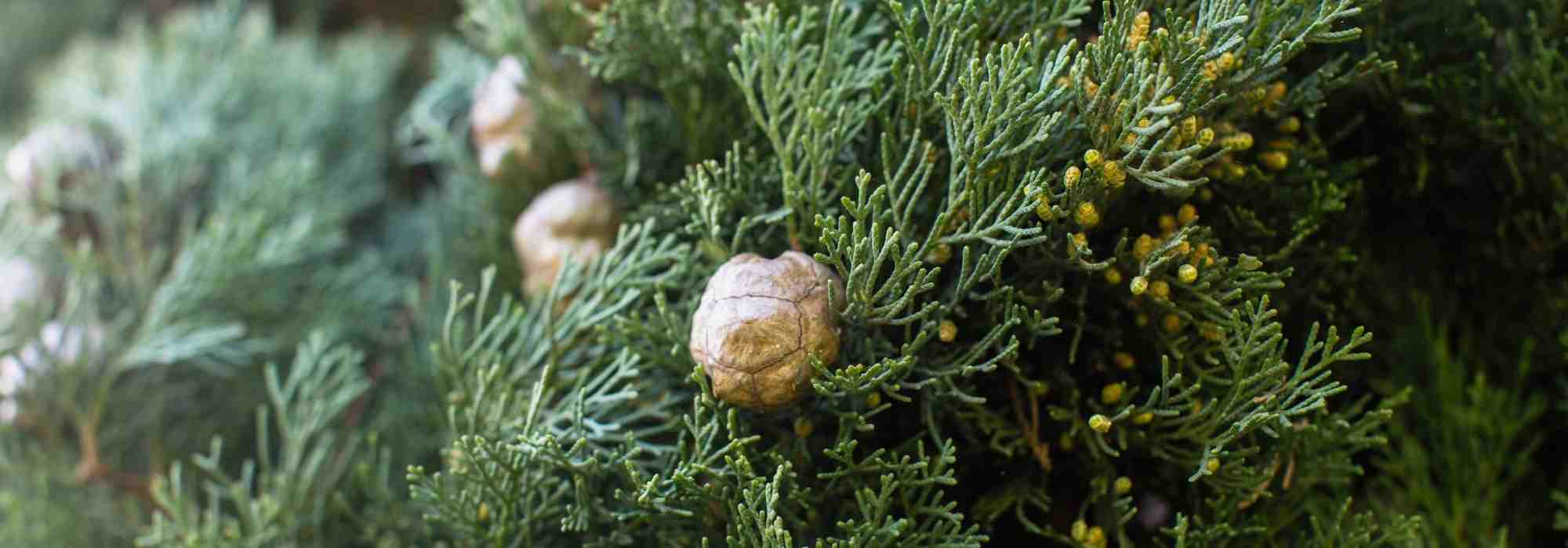 Entretien des cyprès : arrosage et engrais pour une croissance vigoureuse