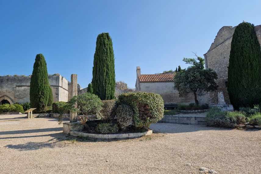 l'arrosage et la fertilisation des cyprès