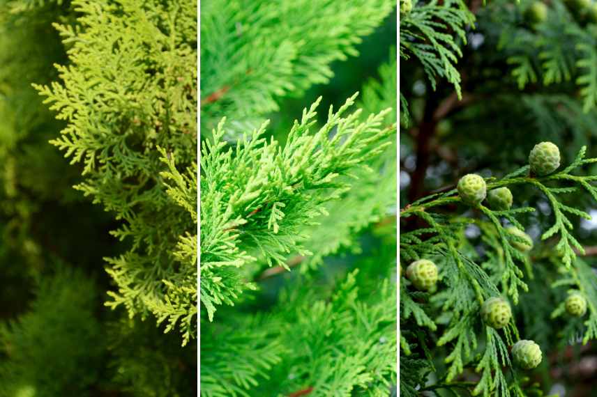 quel entretien pour une haie de cyprès dense ?