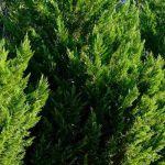 Comment entretenir une haie de cyprès pour la garder dense et régulière ?