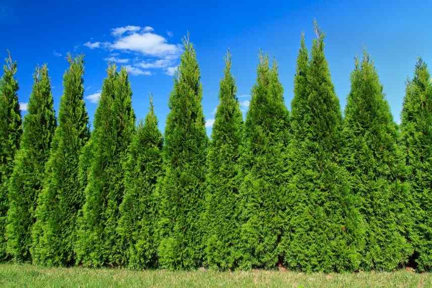 arroser et apporter de l'engrais aux cyprès