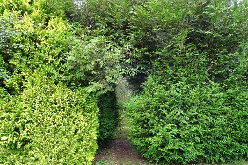 entretien d'une haie de cyprès