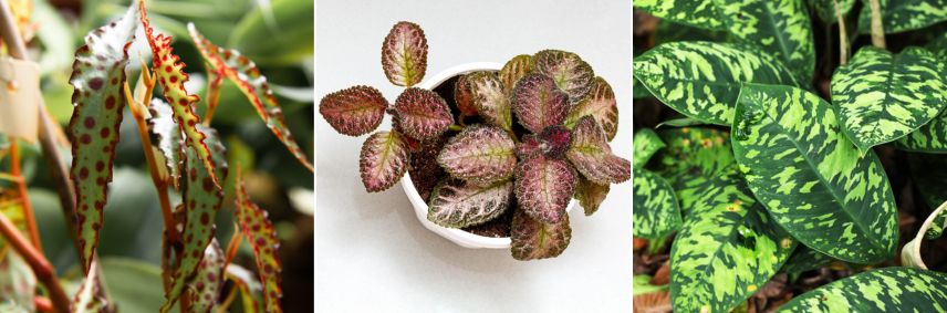 Begonia amphioxus, Episcia Pink Acajou et Homalomena Camouflage