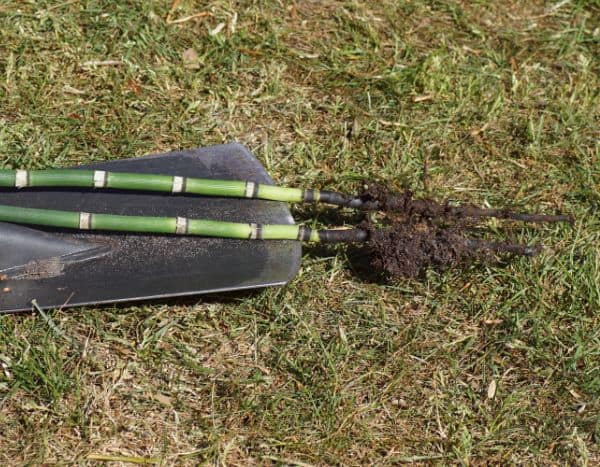 Comment multiplier la prêle (Equisetum) au jardin ?