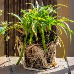 Comment multiplier l’agapanthe ?