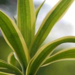 Dracaena : l'entretien au fil des saisons