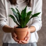 Rempoter un Dracaena : quand et comment ?